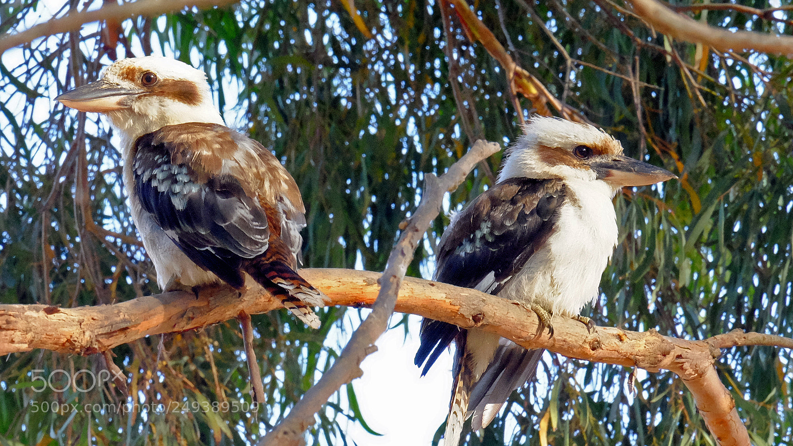 Fujifilm X-T1 sample photo. The wonderful kookaburra photography