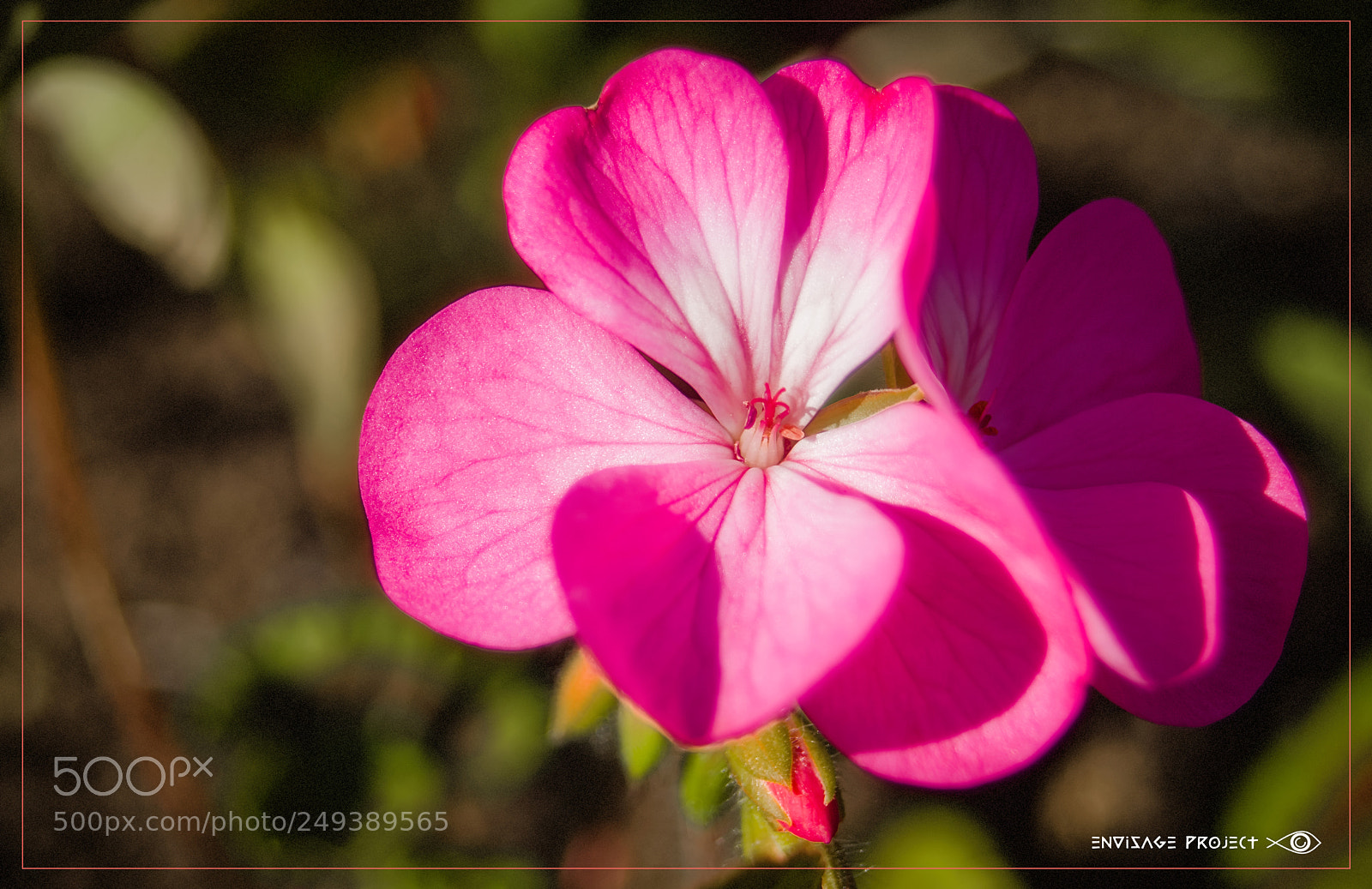 Sony a7R sample photo. Pink photography