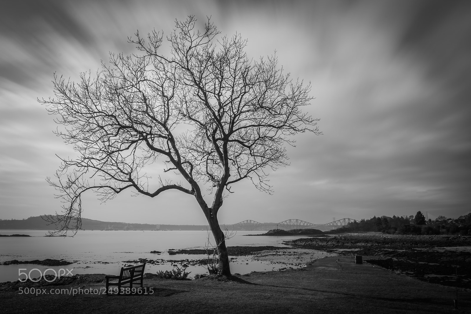 Nikon D3300 sample photo. Dead tree photography