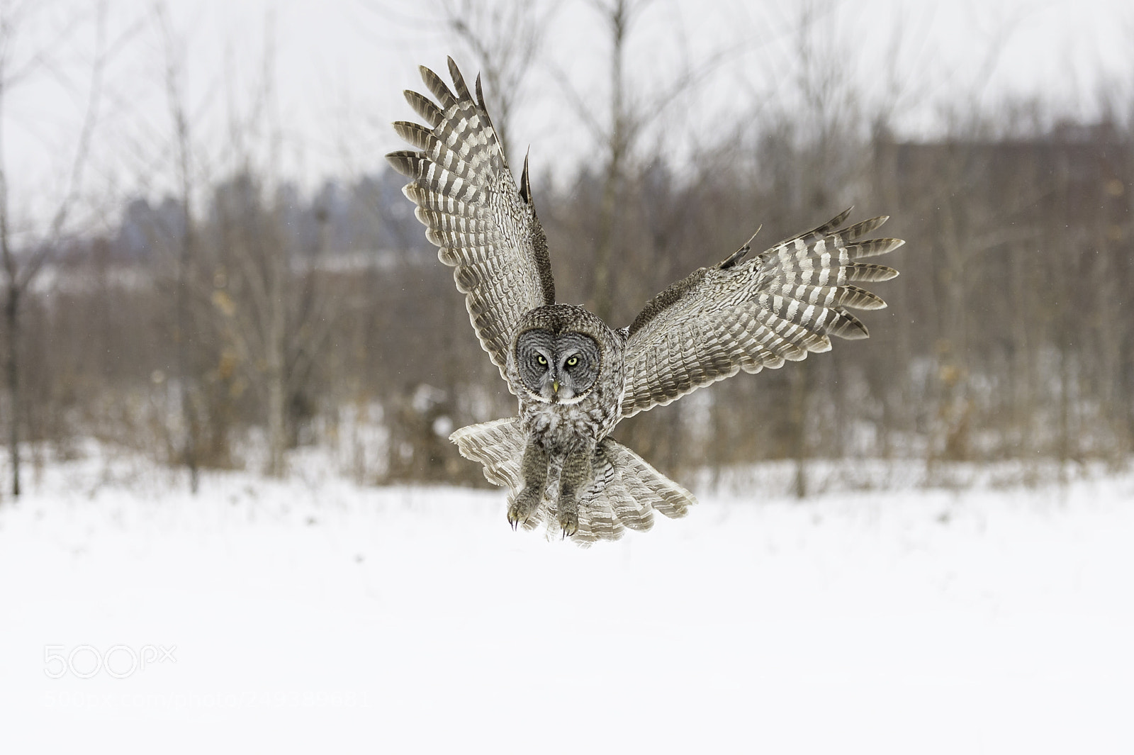 Nikon D3S sample photo. All wings... photography