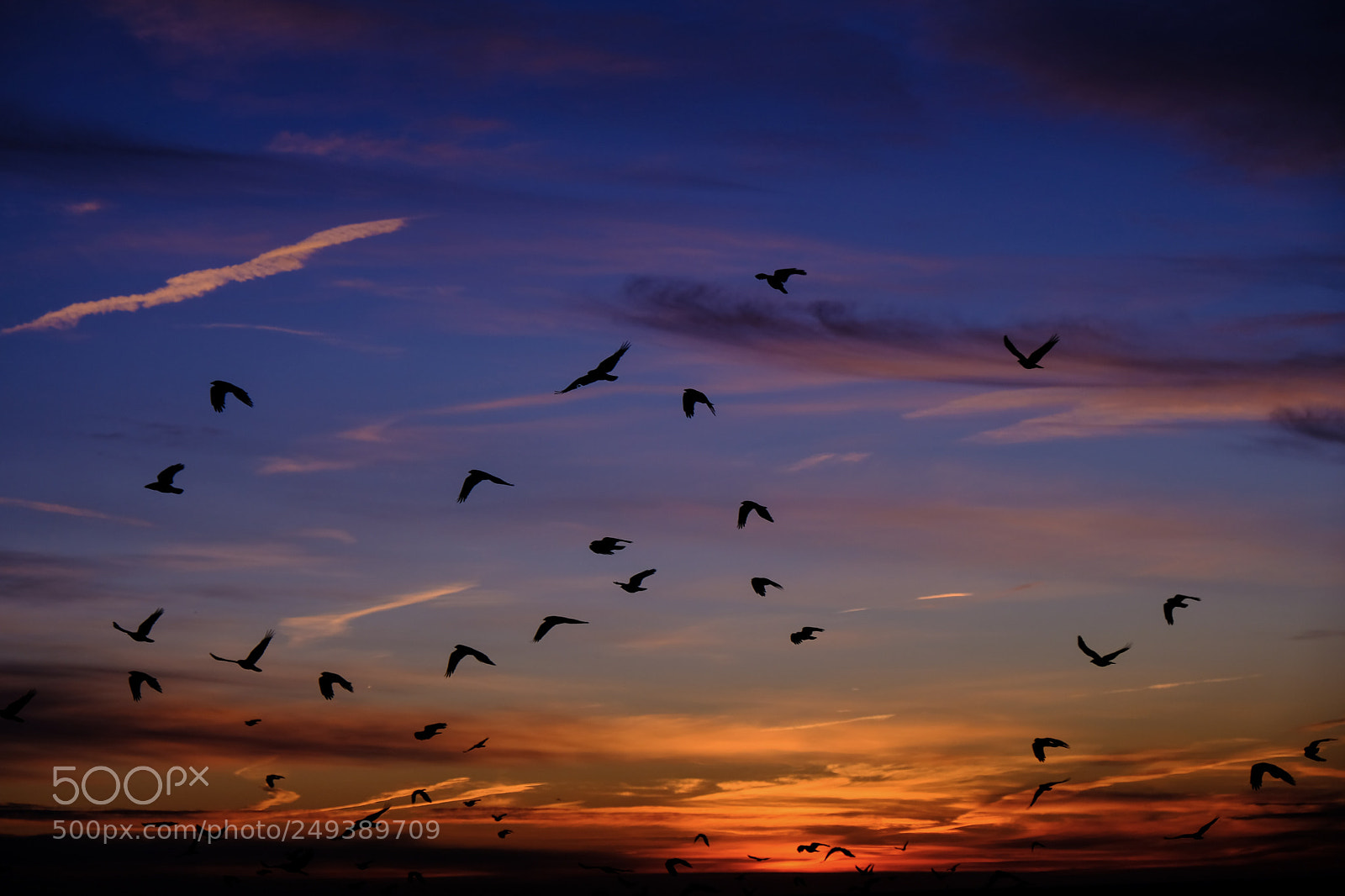 Fujifilm X-T20 sample photo. Crows flight photography