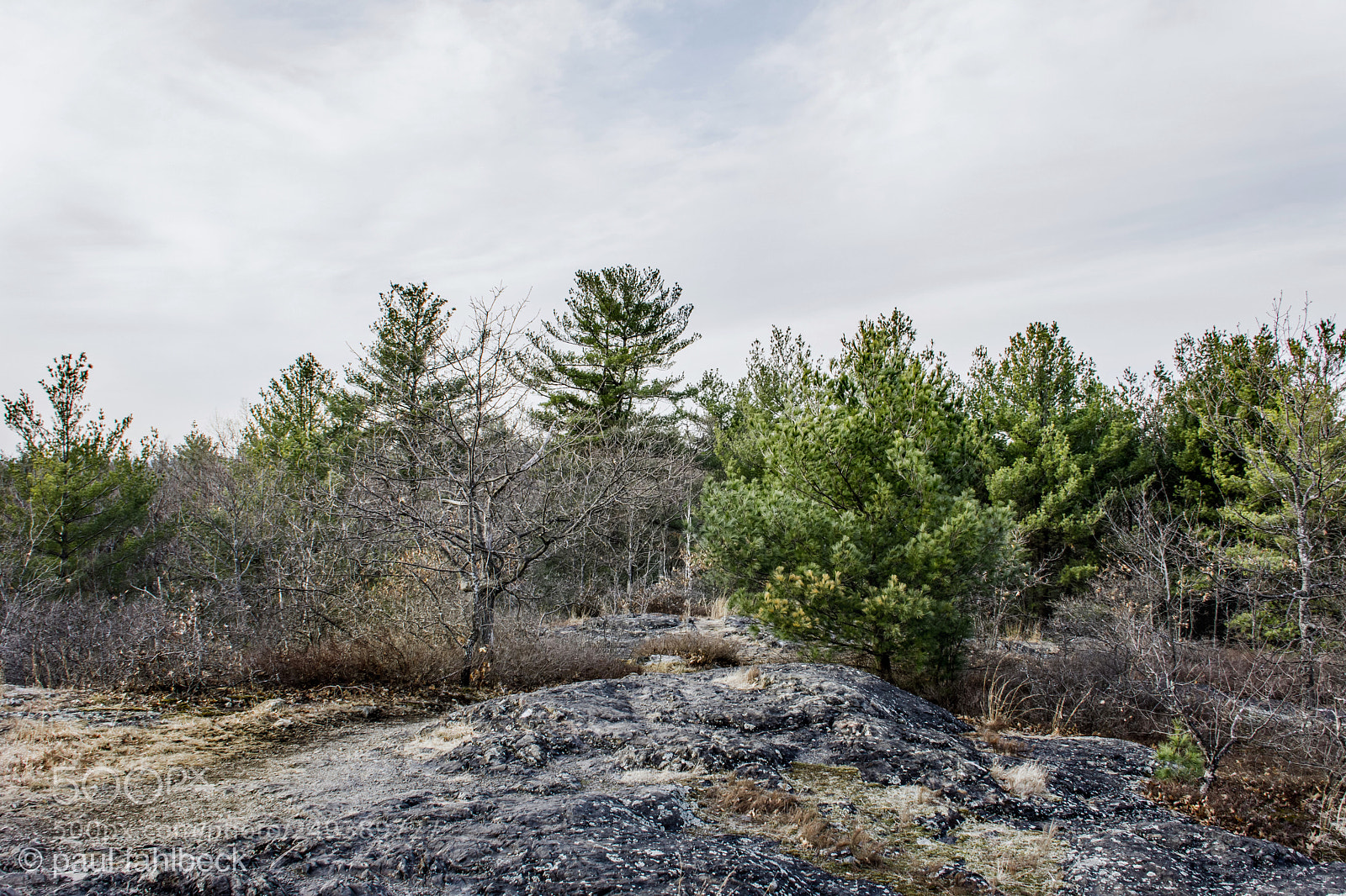 Nikon D7200 sample photo. Untitled photography
