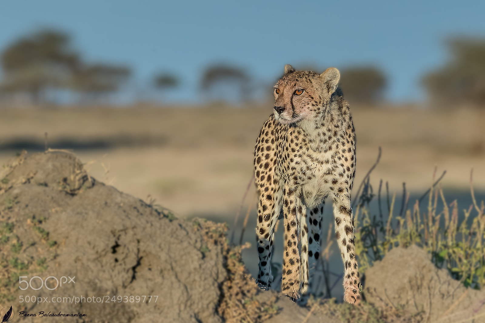 Canon EOS-1D X Mark II sample photo. Cheetah"s of kusini photography