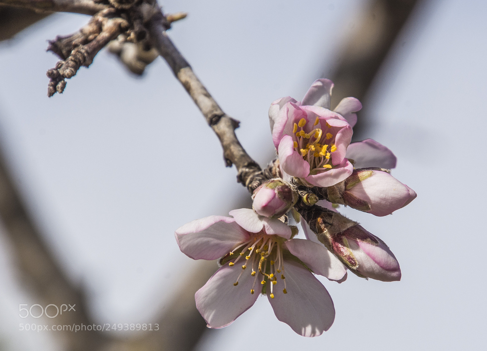 Nikon D7200 sample photo. Flor del almendro photography