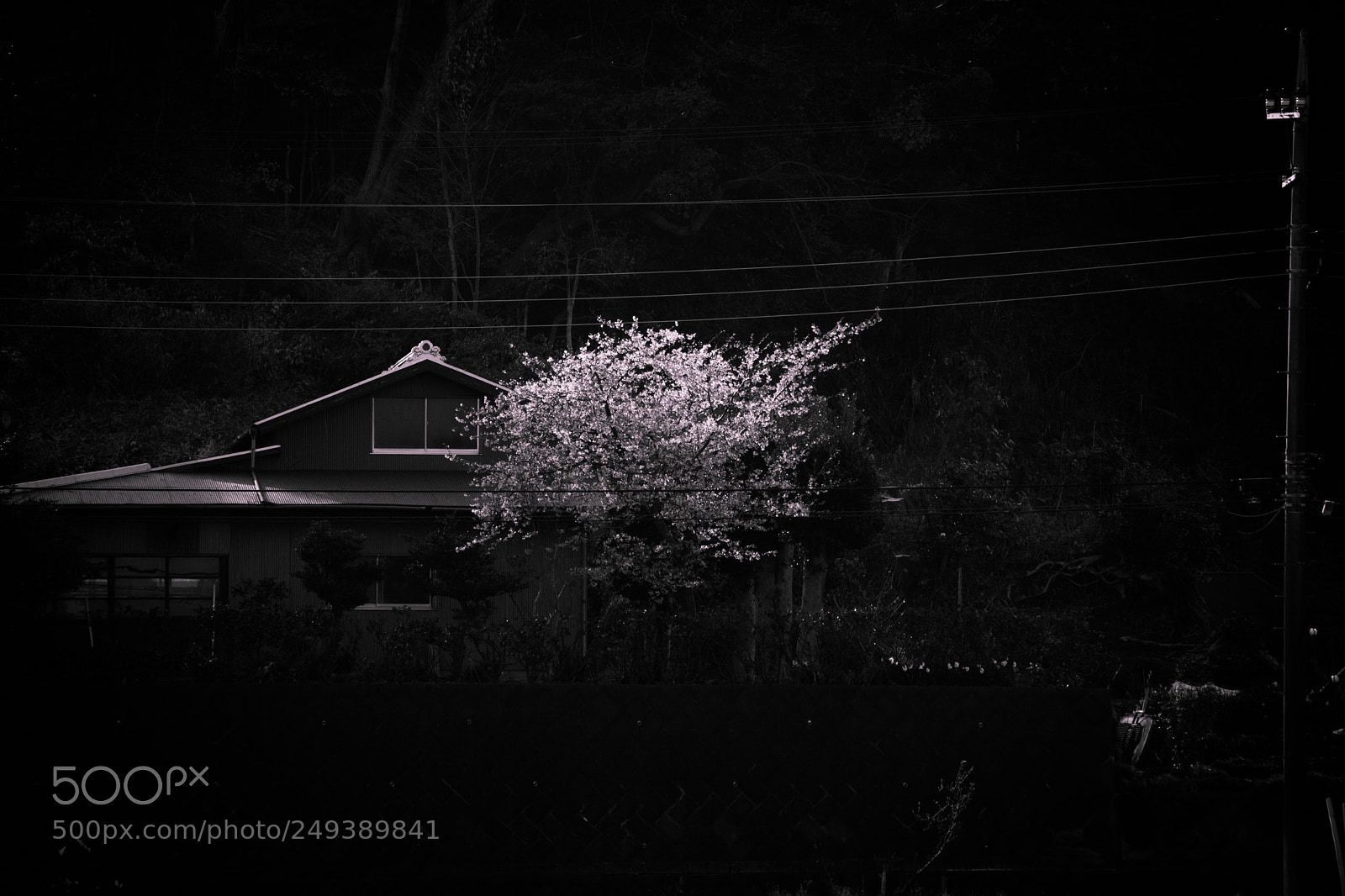 Canon EOS M3 sample photo. Sakura photography