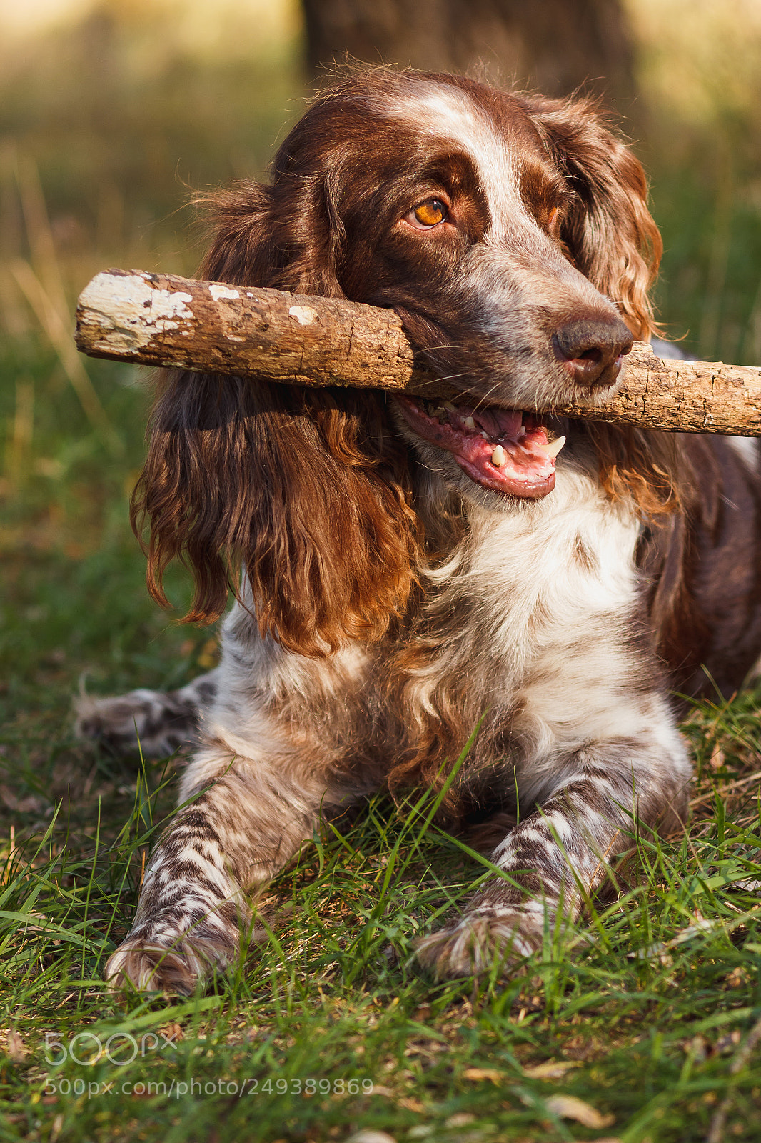 Canon EOS 600D (Rebel EOS T3i / EOS Kiss X5) sample photo. Brown spotted russian spaniel photography