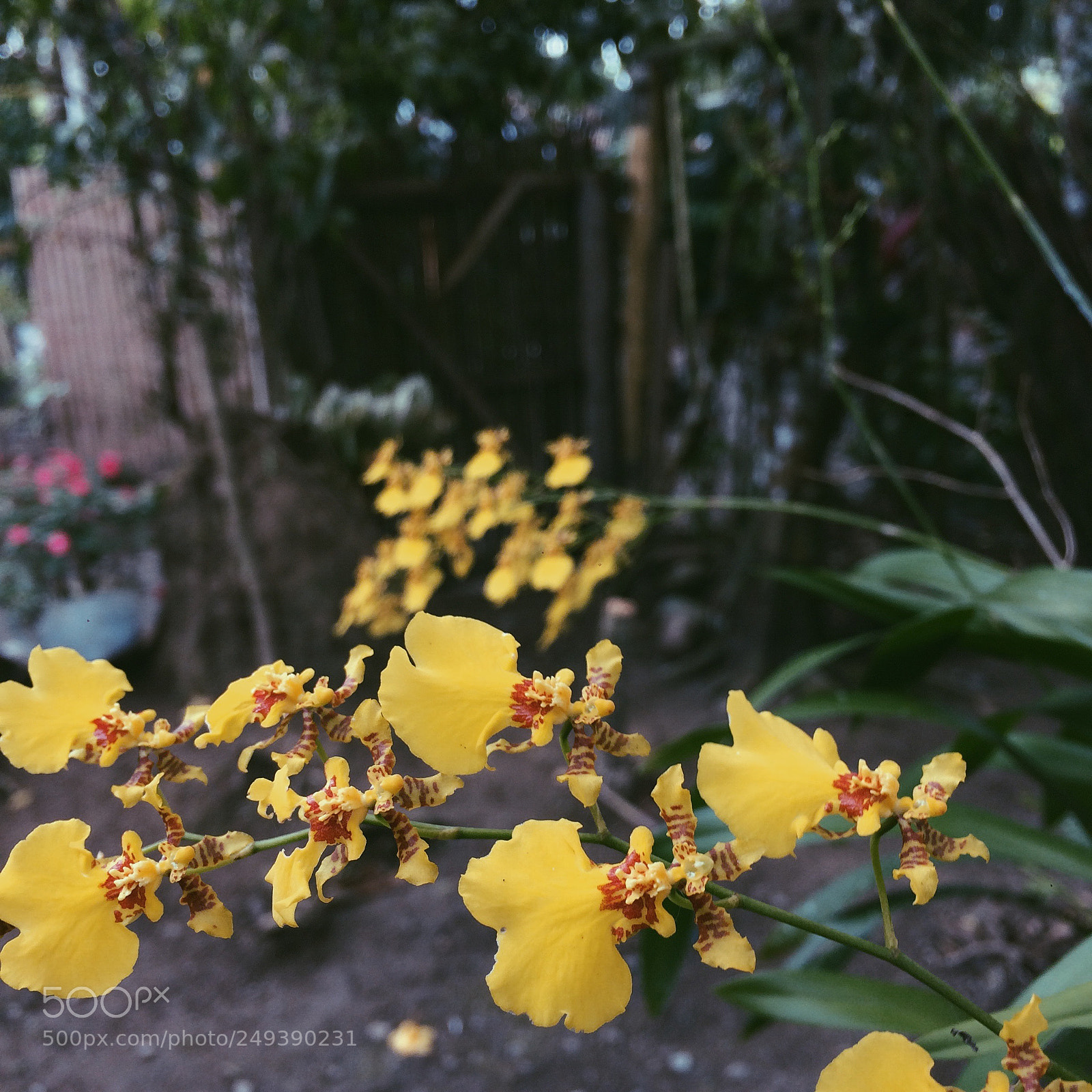 Apple iPhone 5s sample photo. ? photography
