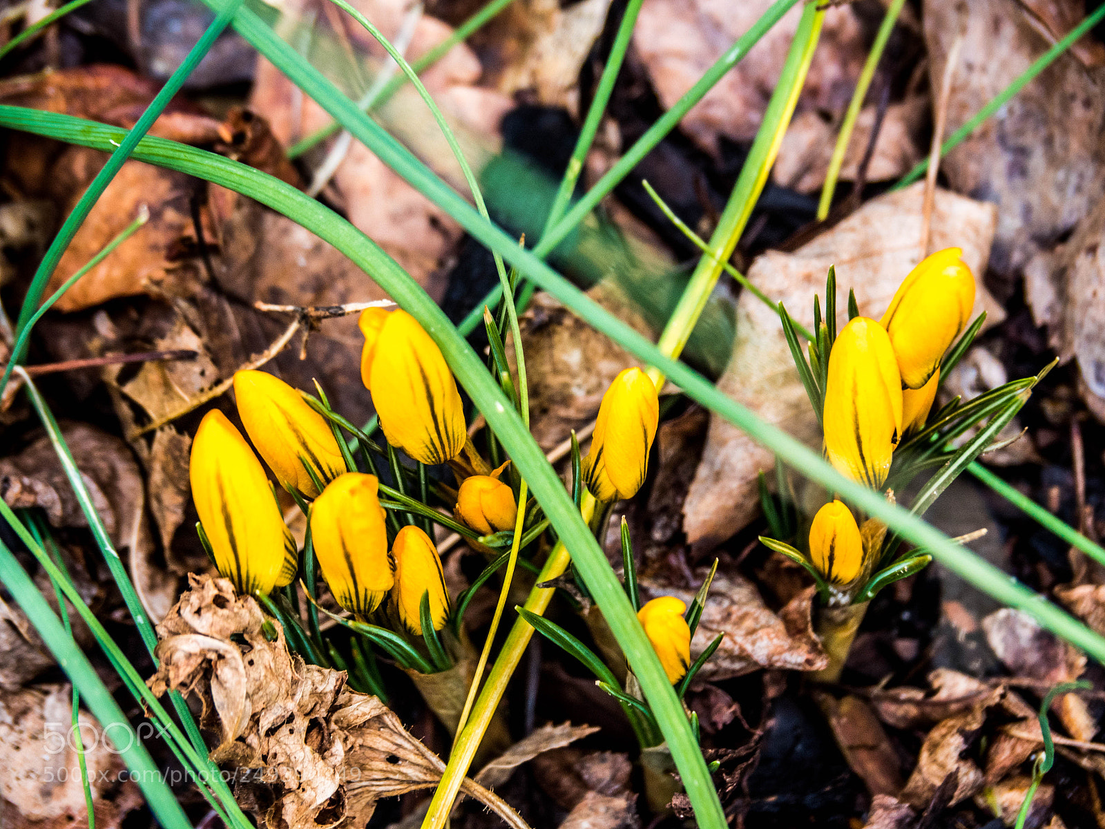 Olympus OM-D E-M5 II sample photo. Olympus digital camera photography