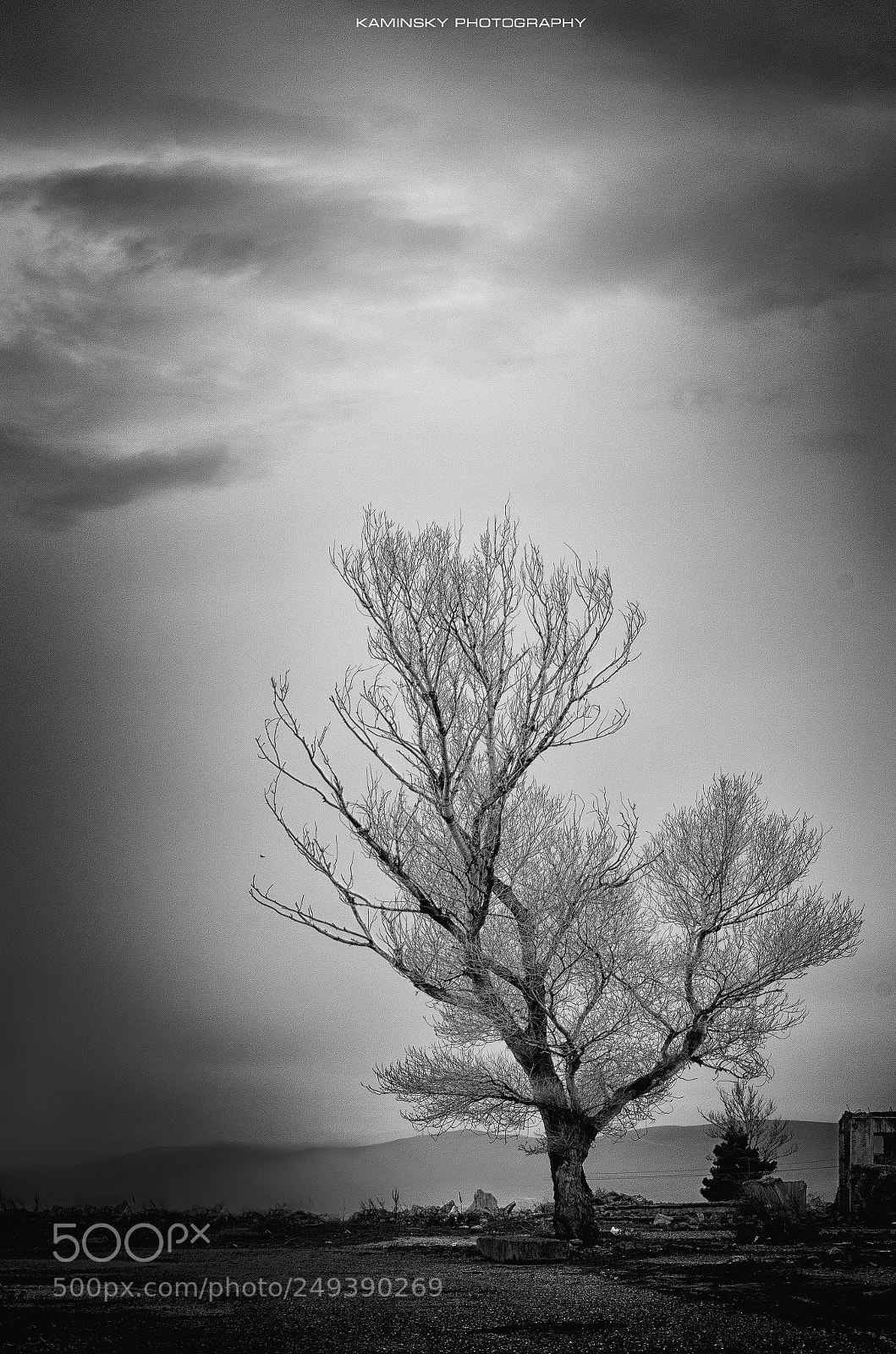 Nikon D5100 sample photo. Tree photography