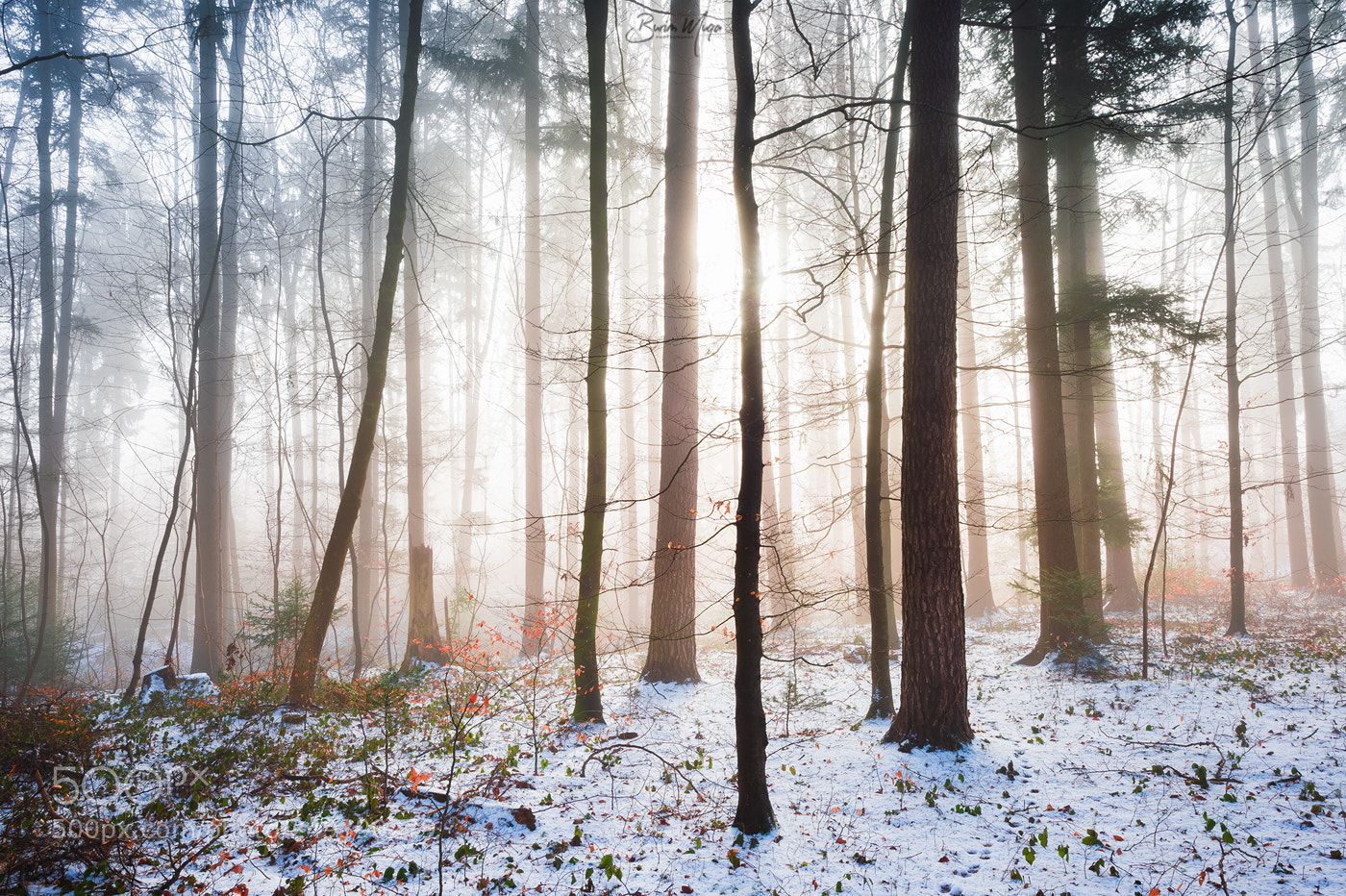 Nikon Df sample photo. Golden light 2 photography