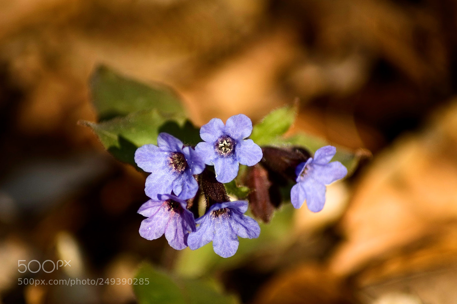 Nikon D70 sample photo. Tiny flower photography
