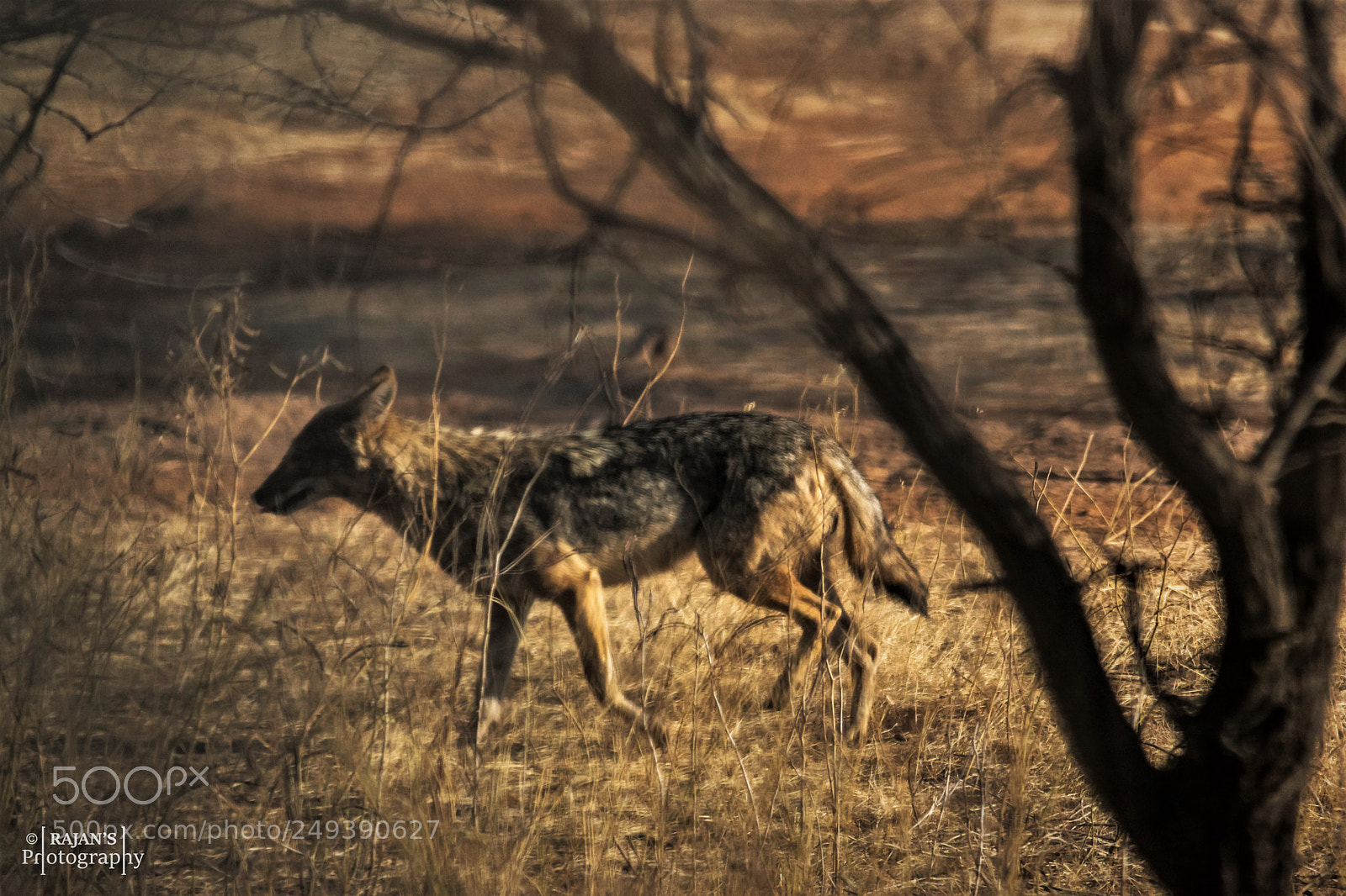 Nikon D3400 sample photo. Indian jackal photography