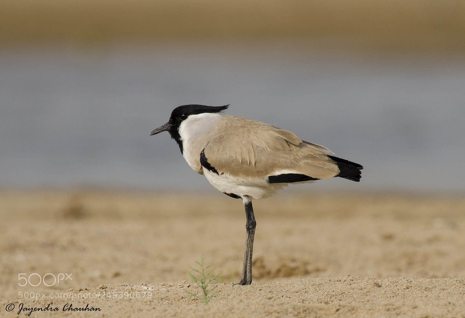Nikon D5100 sample photo. River lapwing photography