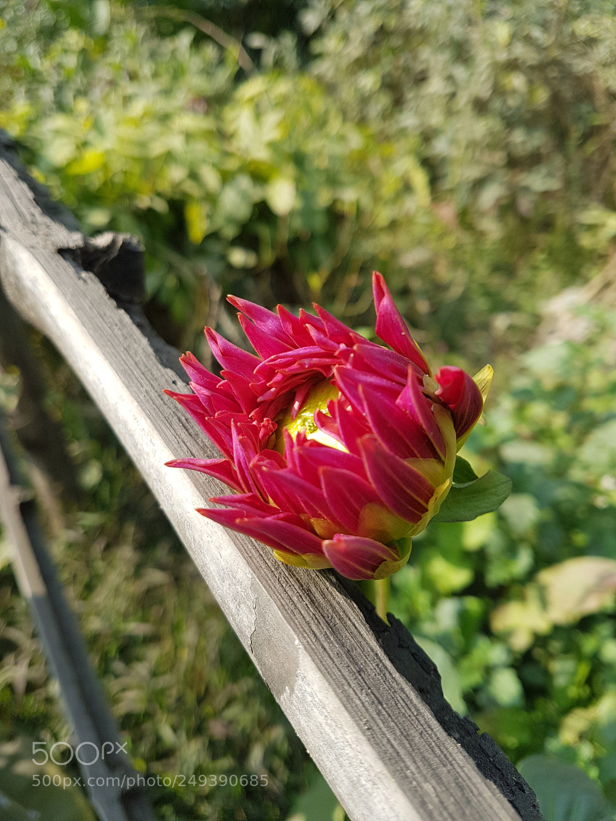 Samsung Galaxy S7 Edge sample photo. Blossom photography