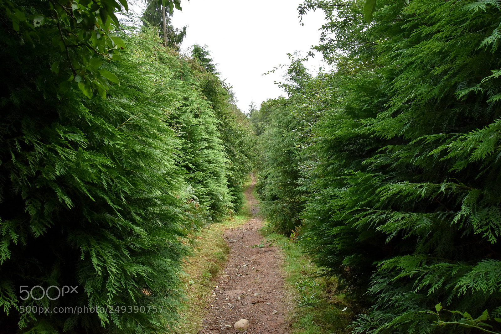 Nikon D7200 sample photo. "a beginning" photography