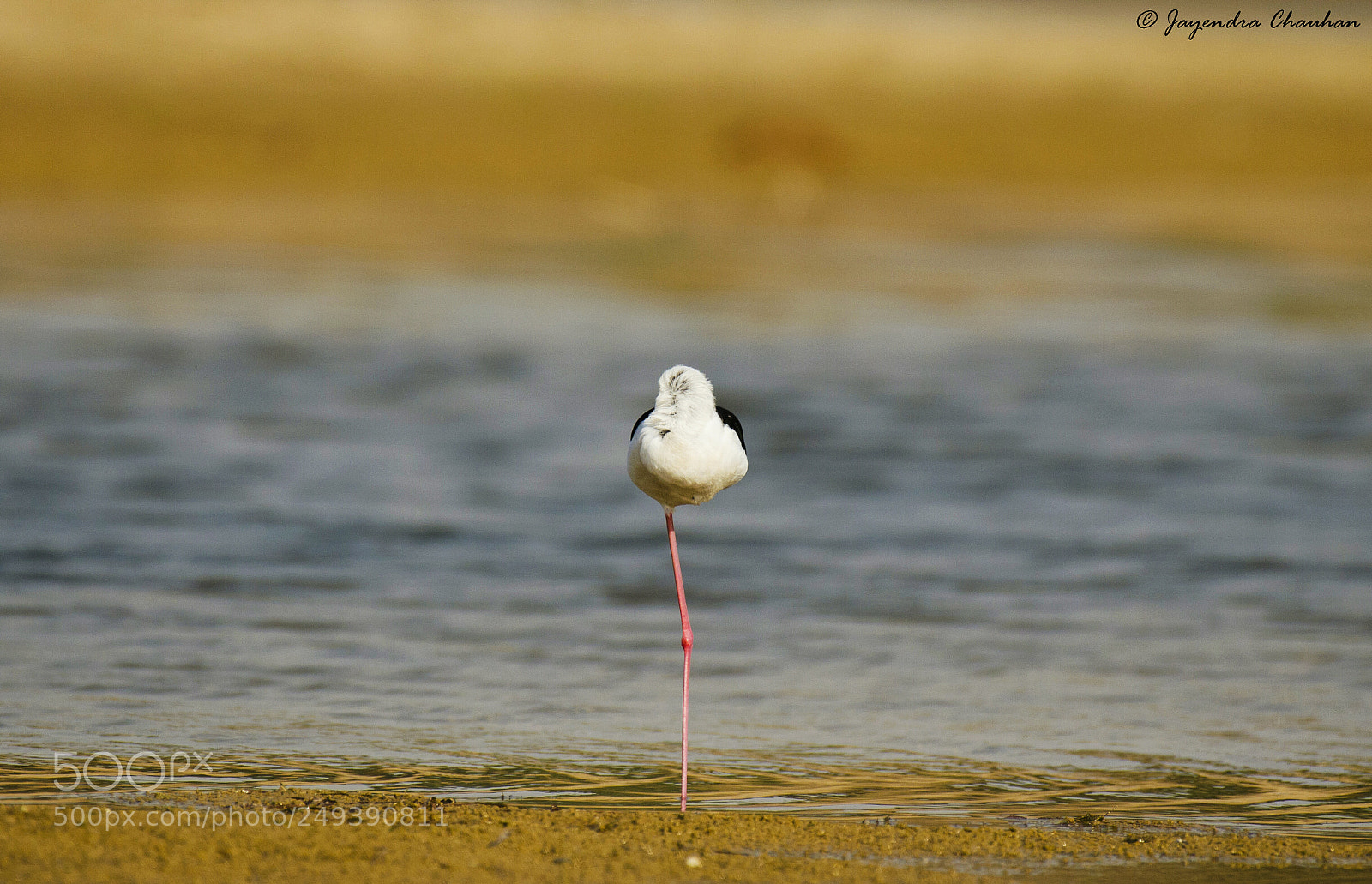 Nikon D5100 sample photo. Balancing photography