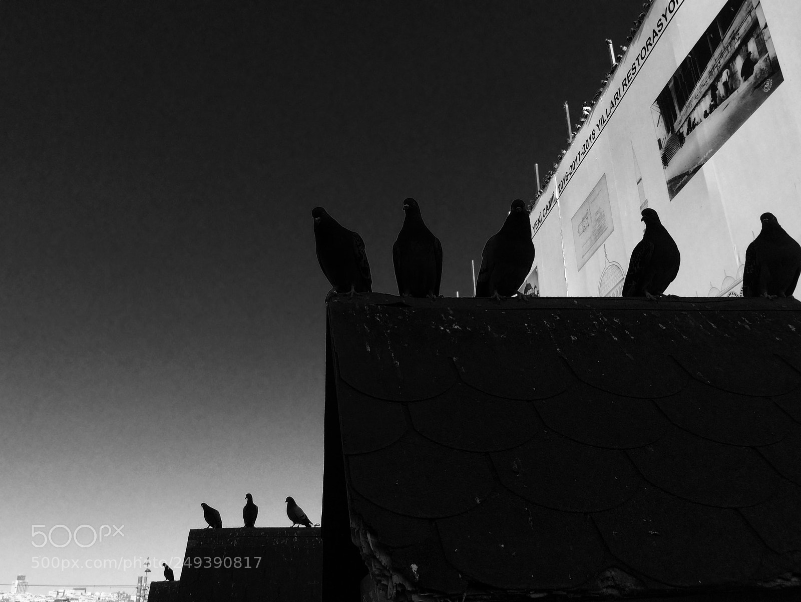 Apple iPhone 5s sample photo. Pigeons in emin n photography