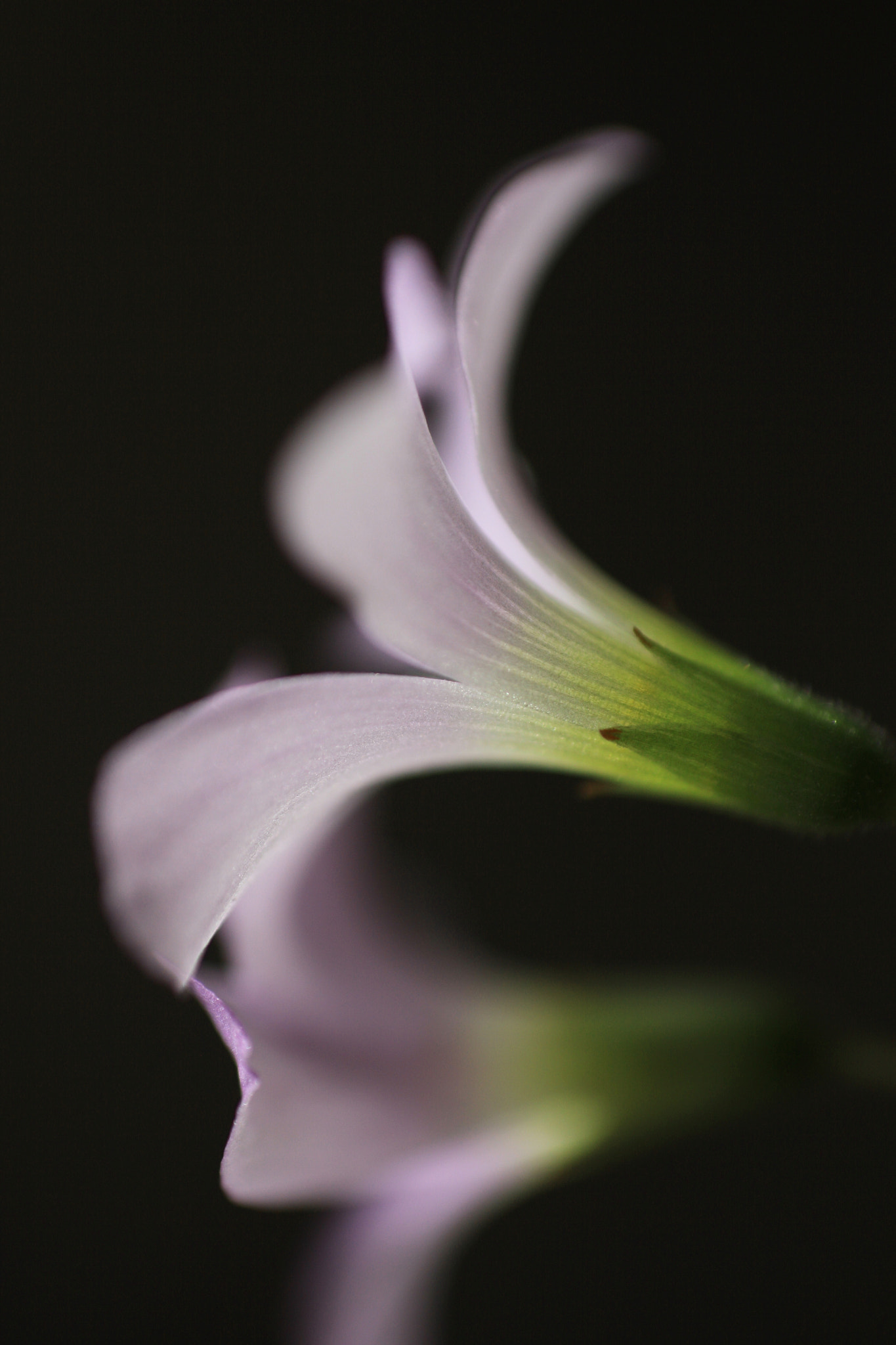Canon EF 100mm F2.8 Macro USM sample photo. Lila photography