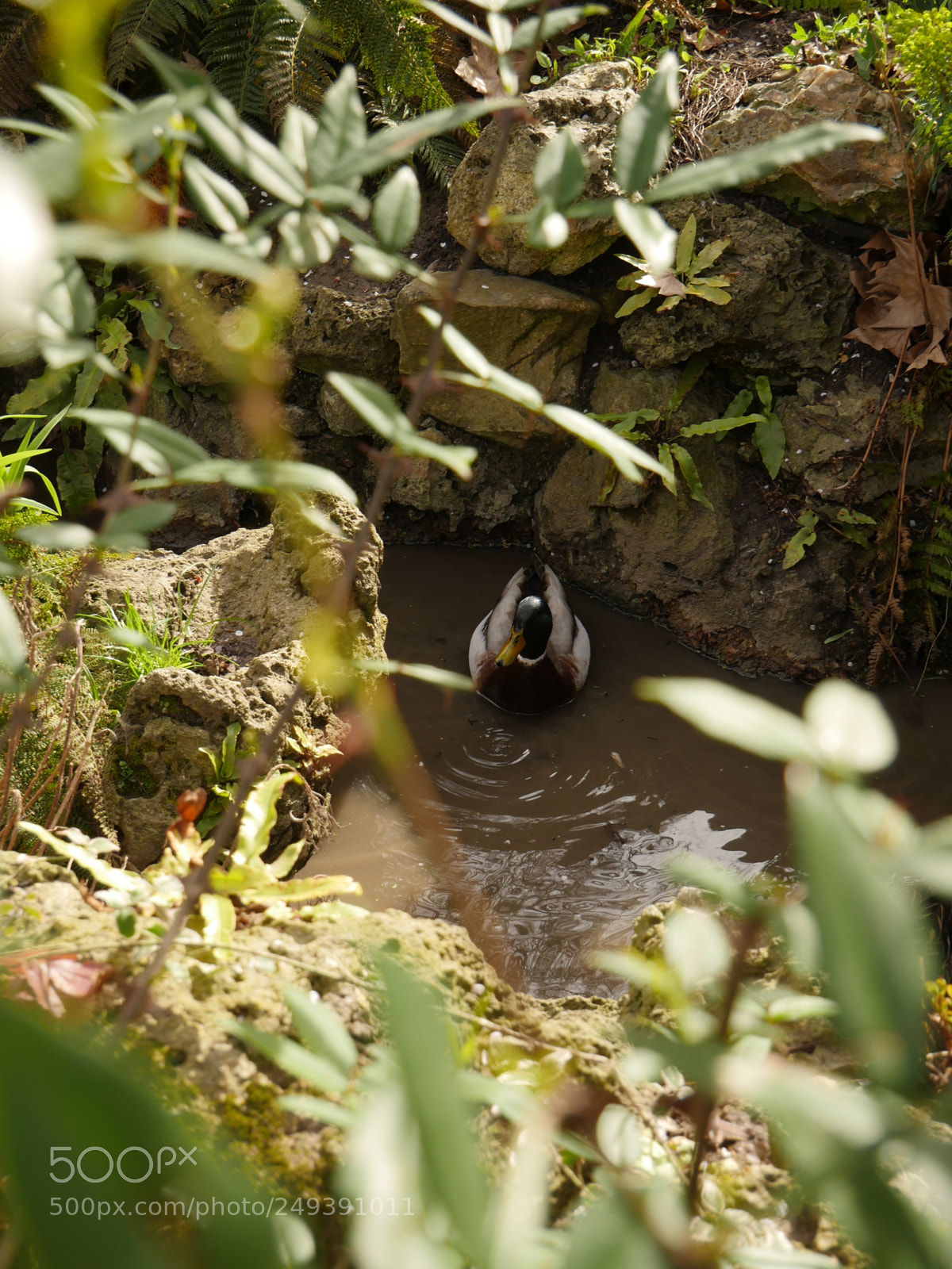 Panasonic Lumix DMC-GH4 sample photo. Petit canard photography