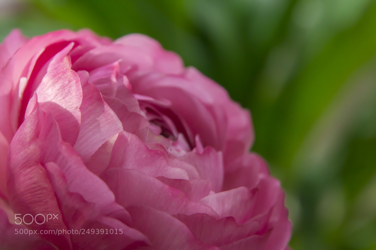 Sony a6000 sample photo. Peony photography