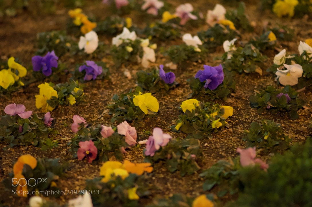 Nikon D90 sample photo. Flower bed photography