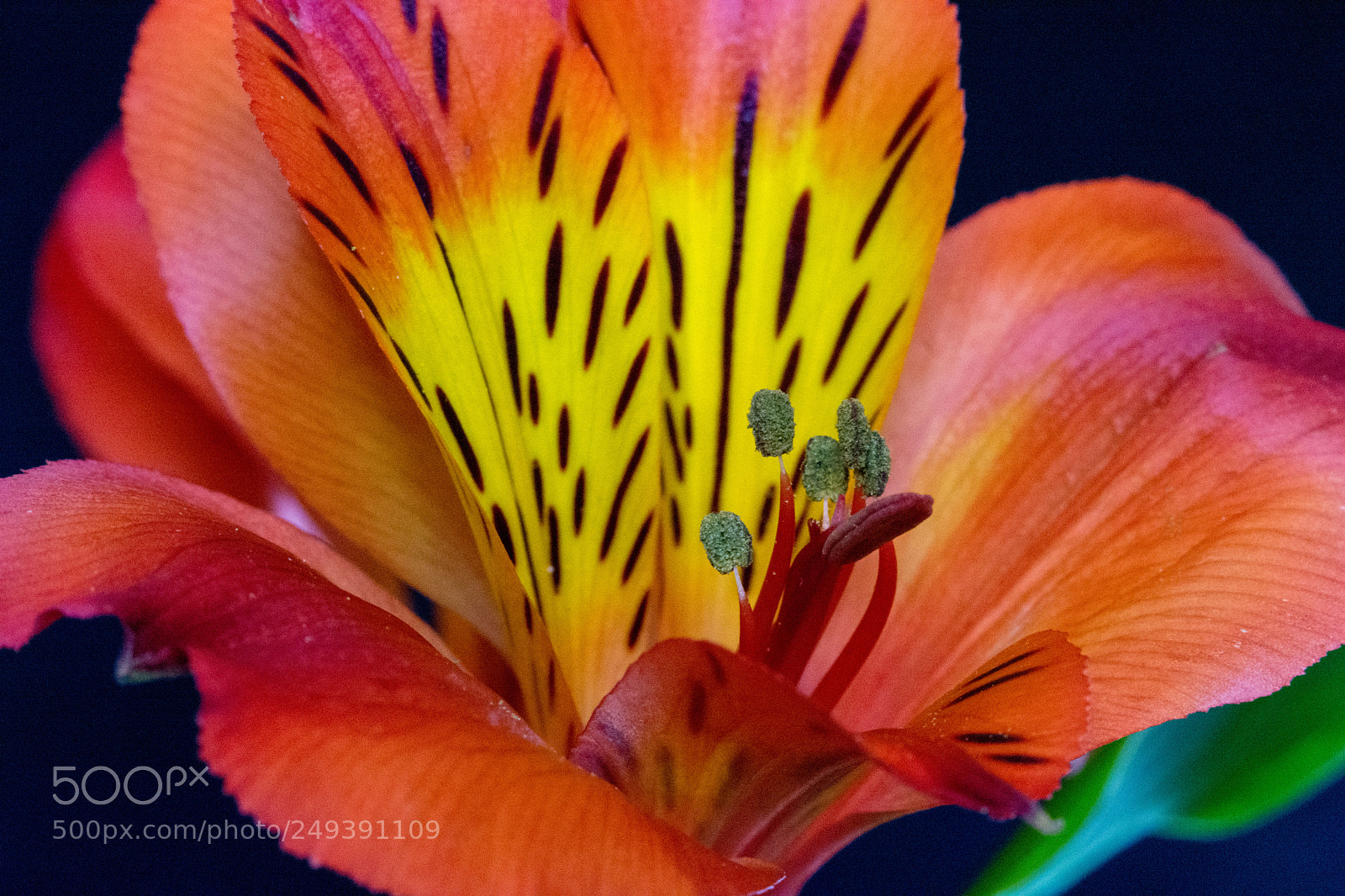 Nikon D7100 sample photo. Single alstroemeria inca flower-1 photography