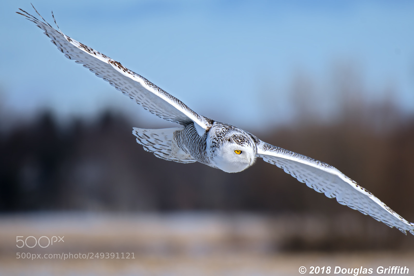 Nikon D500 sample photo. Female snowy owl bubo photography