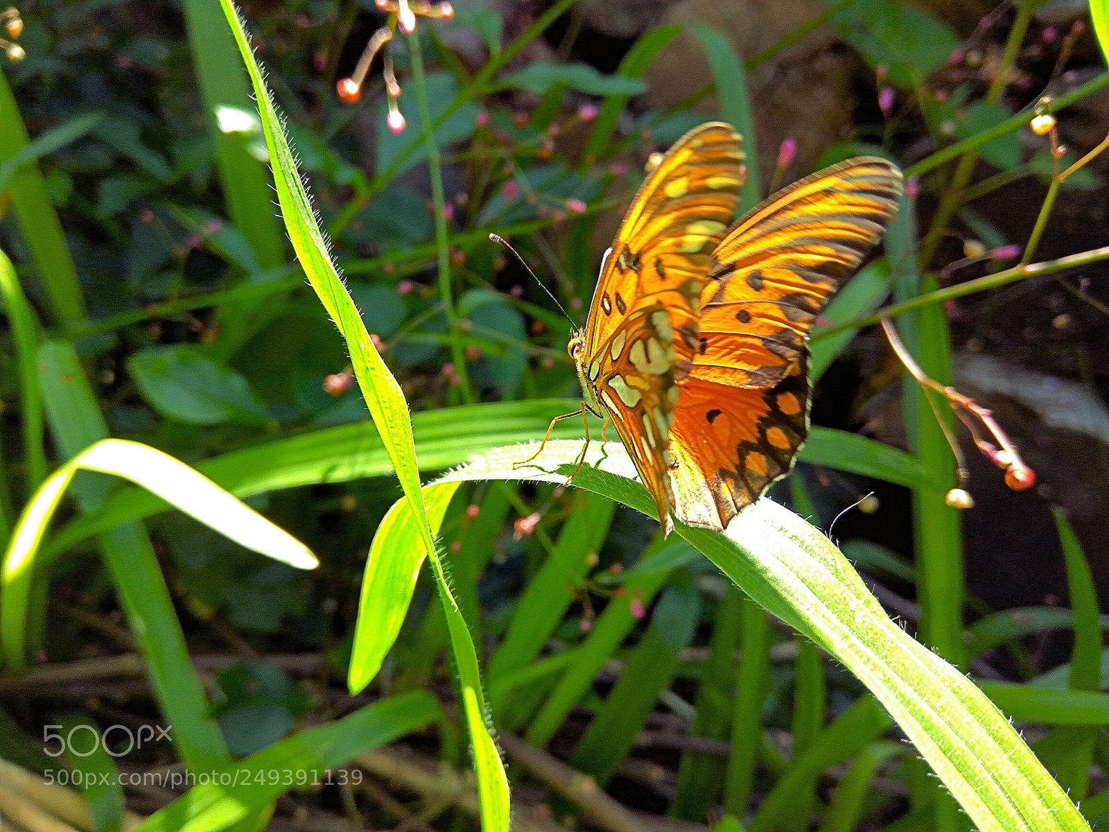 Xiaomi Redmi Note3 sample photo. Wonderful monarca photography