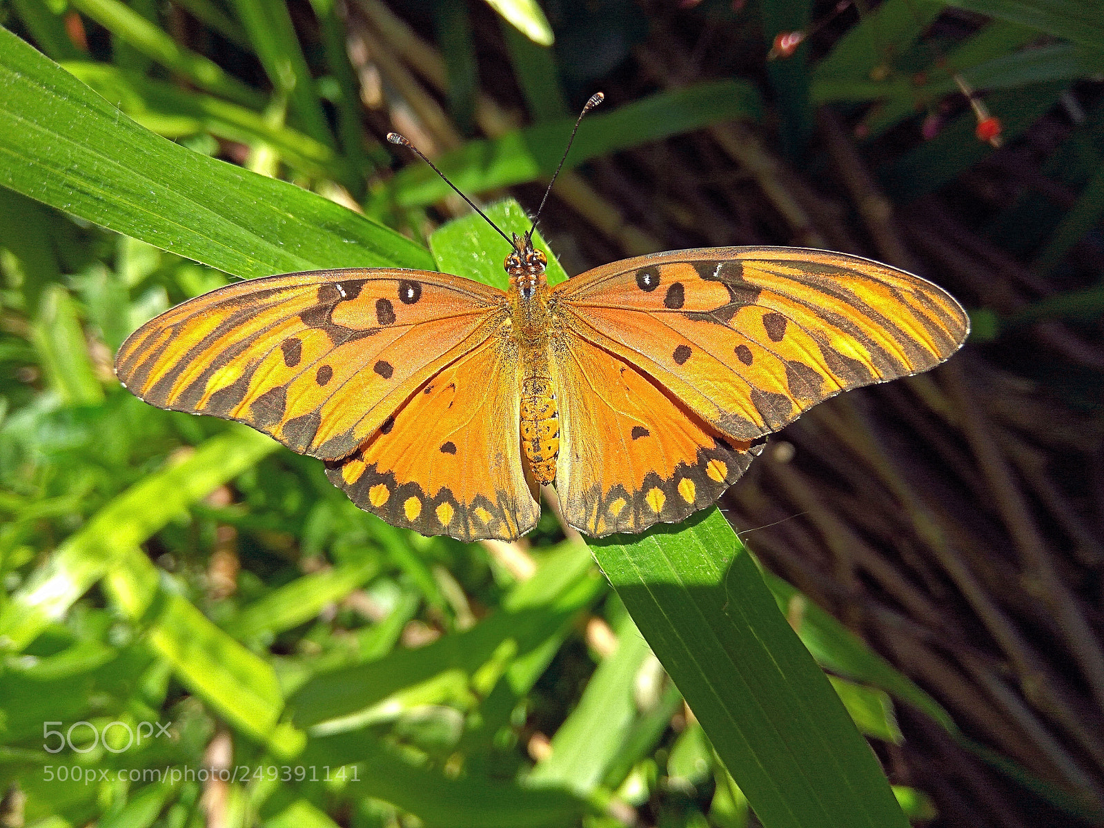 Xiaomi Redmi Note3 sample photo. Wonderful monarca photography