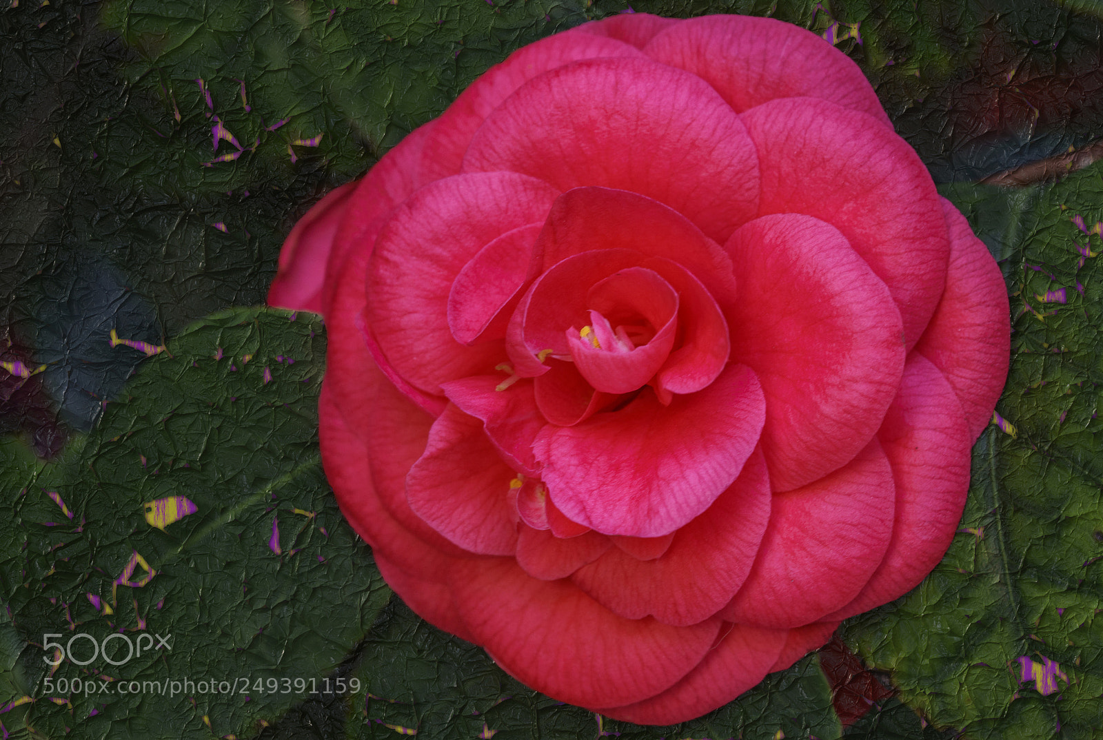 Sony a7R II sample photo. Camellia.. photography