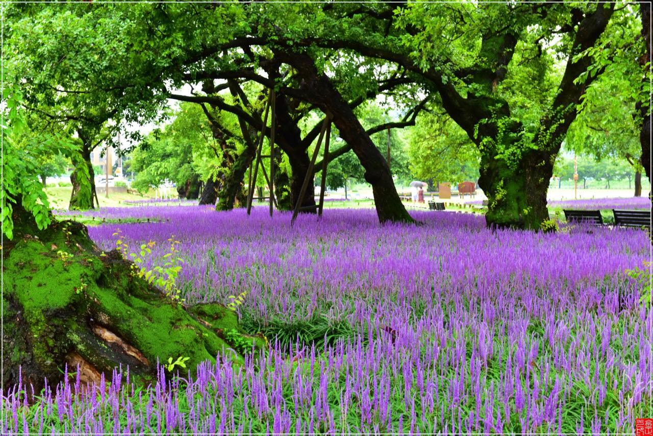 Nikon AF-S Nikkor 24-70mm F2.8G ED sample photo. Broadleaf  liriope photography