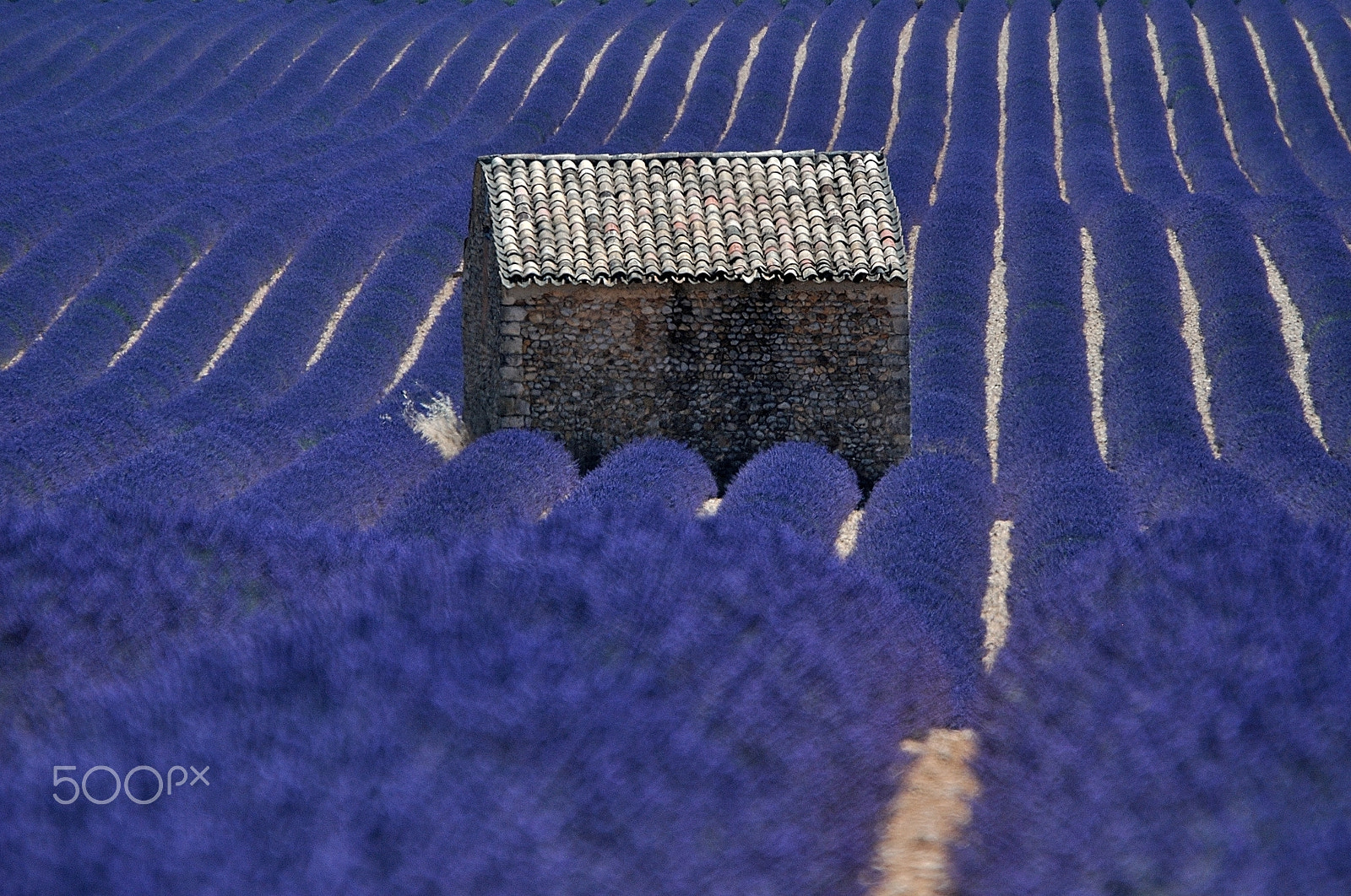 Nikon D90 sample photo. Immersed in a deep blue. photography