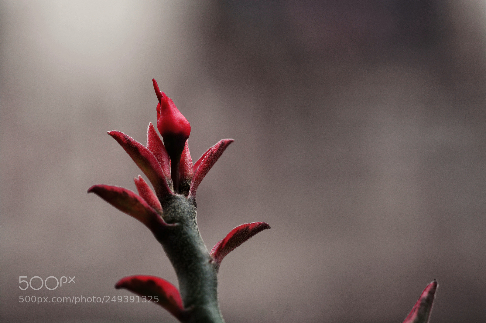 Nikon D7100 sample photo. Untitled photography