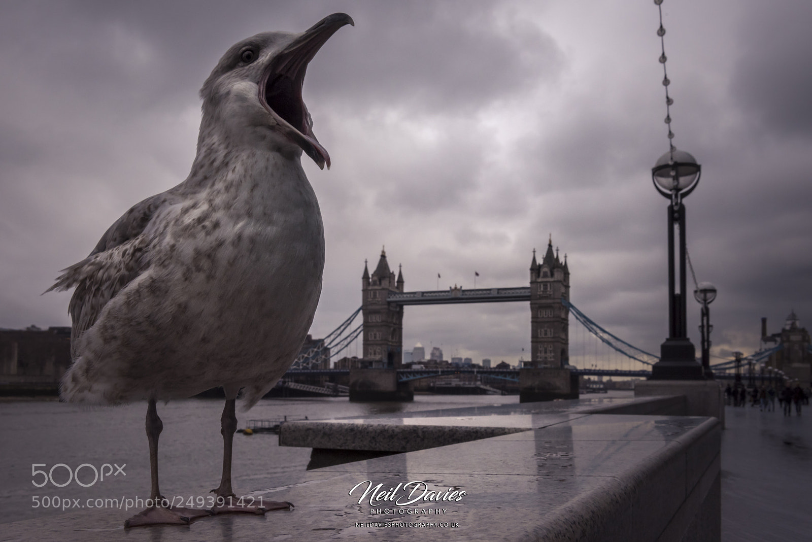 Nikon D810 sample photo. Untitled photography