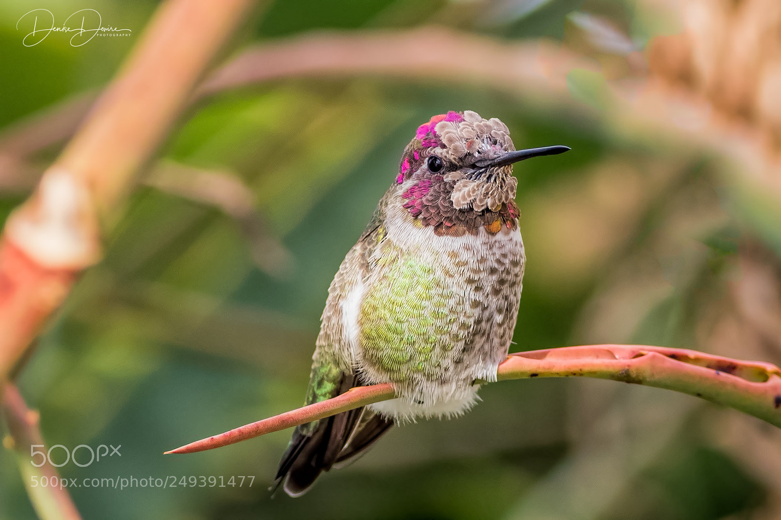 Canon EOS 7D Mark II sample photo. Anna's hummingbird photography