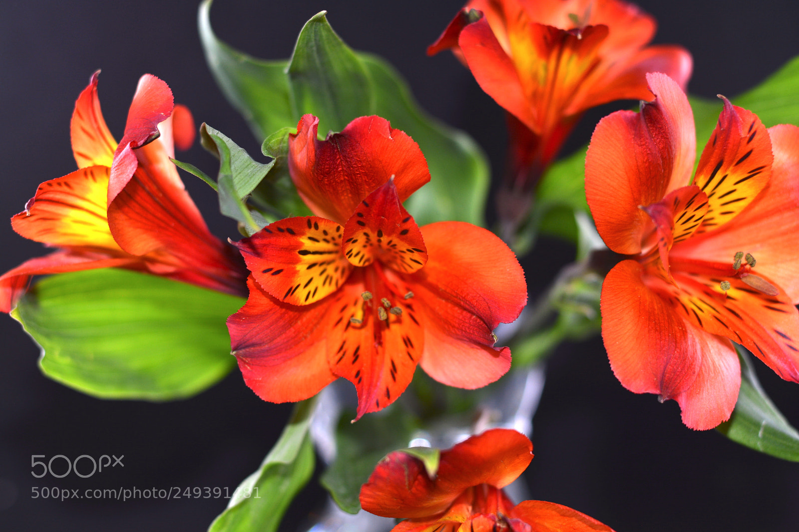 Nikon D7100 sample photo. Single alstroemeria inca flower-4 photography