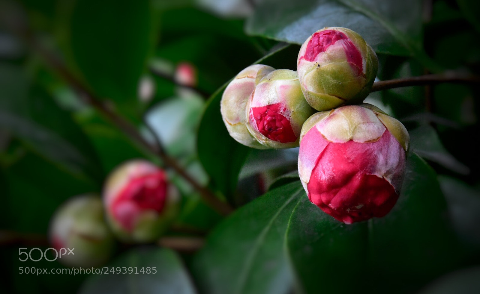Nikon D5500 sample photo. Spring blooms 10 photography