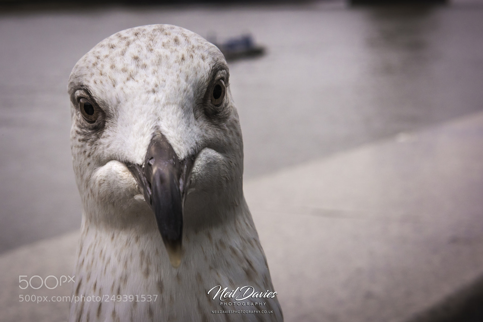 Nikon D810 sample photo. Untitled photography