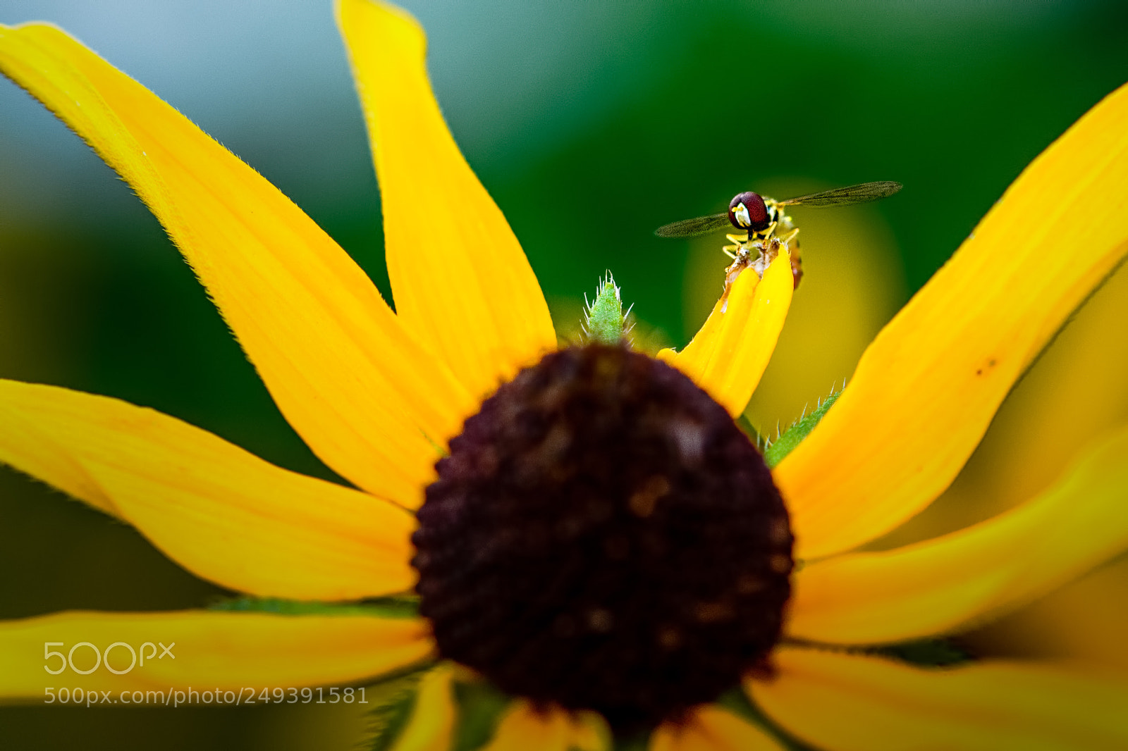 Nikon D7100 sample photo. Hoverfly #23 photography