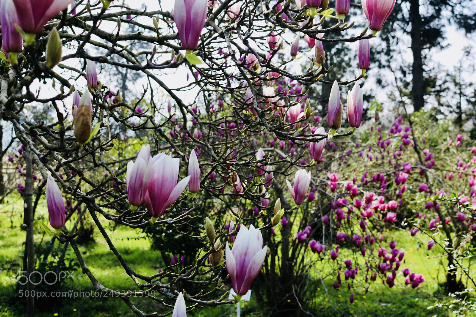Canon EOS 750D (EOS Rebel T6i / EOS Kiss X8i) sample photo. Springtime3 photography