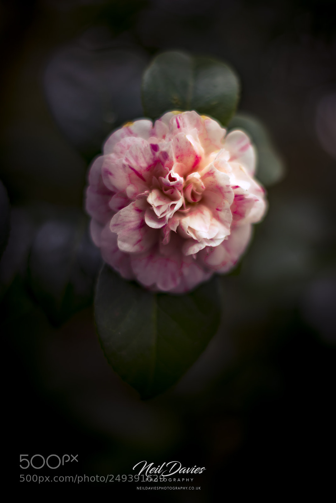 Nikon D810 sample photo. Untitled photography