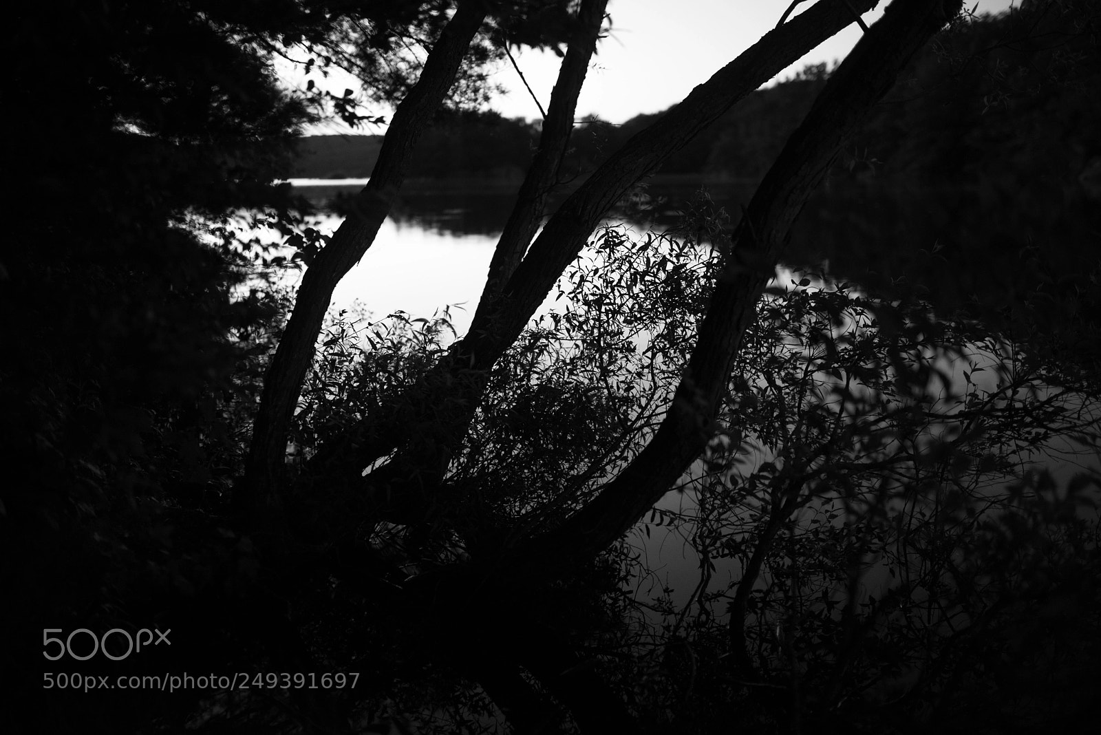 Pentax K-1 sample photo. Curved trees by the photography