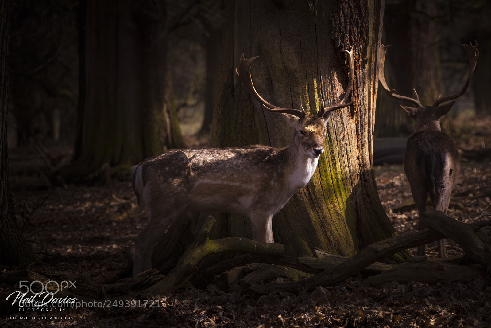 Nikon D810 sample photo. Spring photography