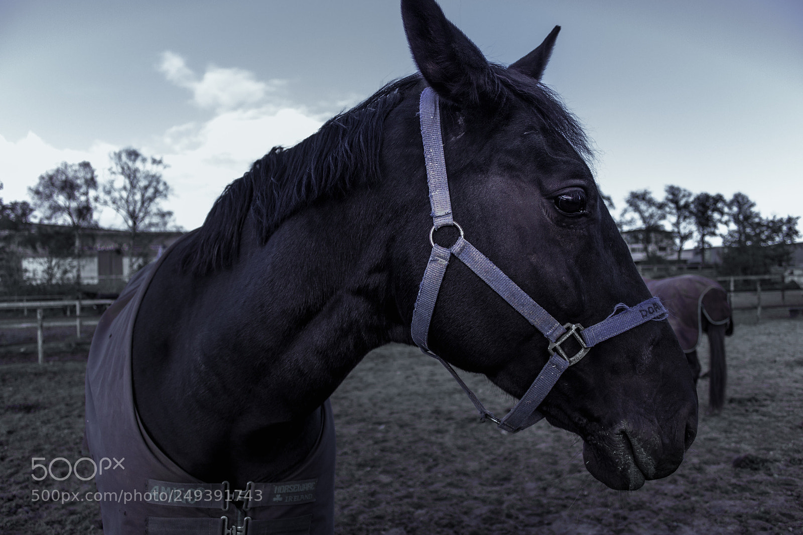 Canon EOS 600D (Rebel EOS T3i / EOS Kiss X5) sample photo. Blue amigo photography