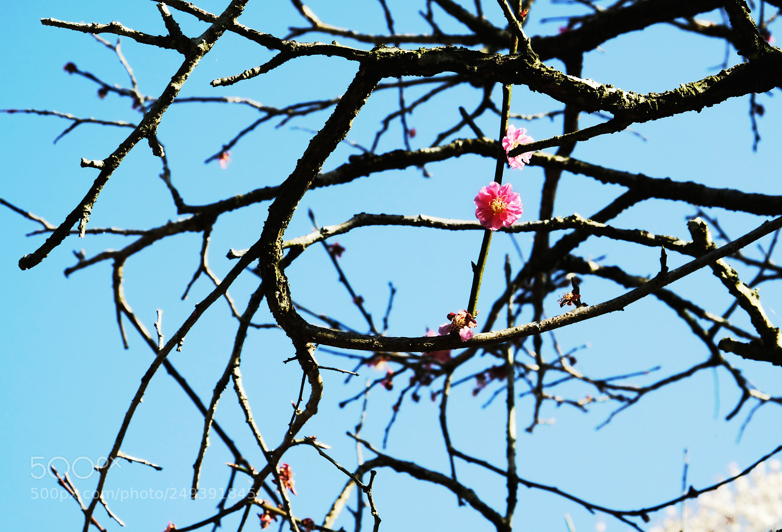 Fujifilm X-T20 sample photo. Ume flower in japan photography