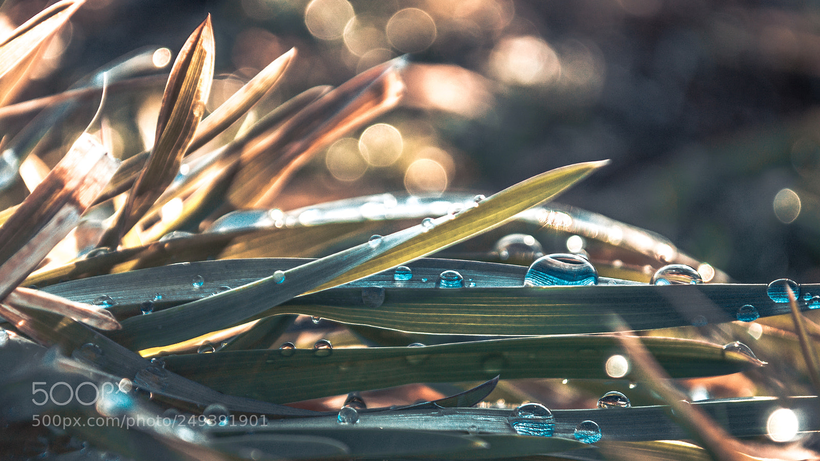 Nikon D3200 sample photo. Little drops photography