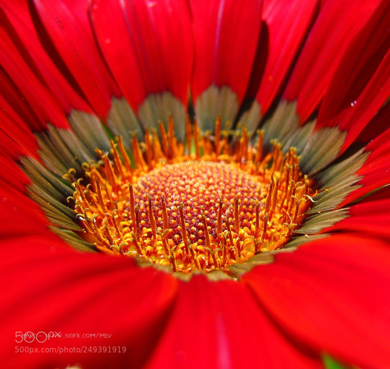 Canon POWERSHOT S5 IS sample photo. Red delight photography