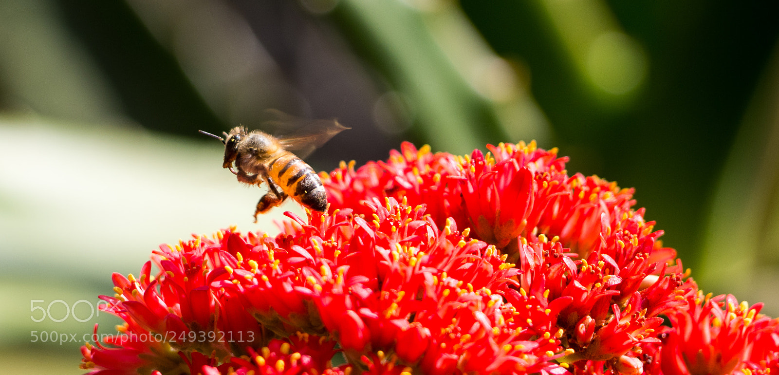 Olympus OM-D E-M10 II sample photo. Bee photography