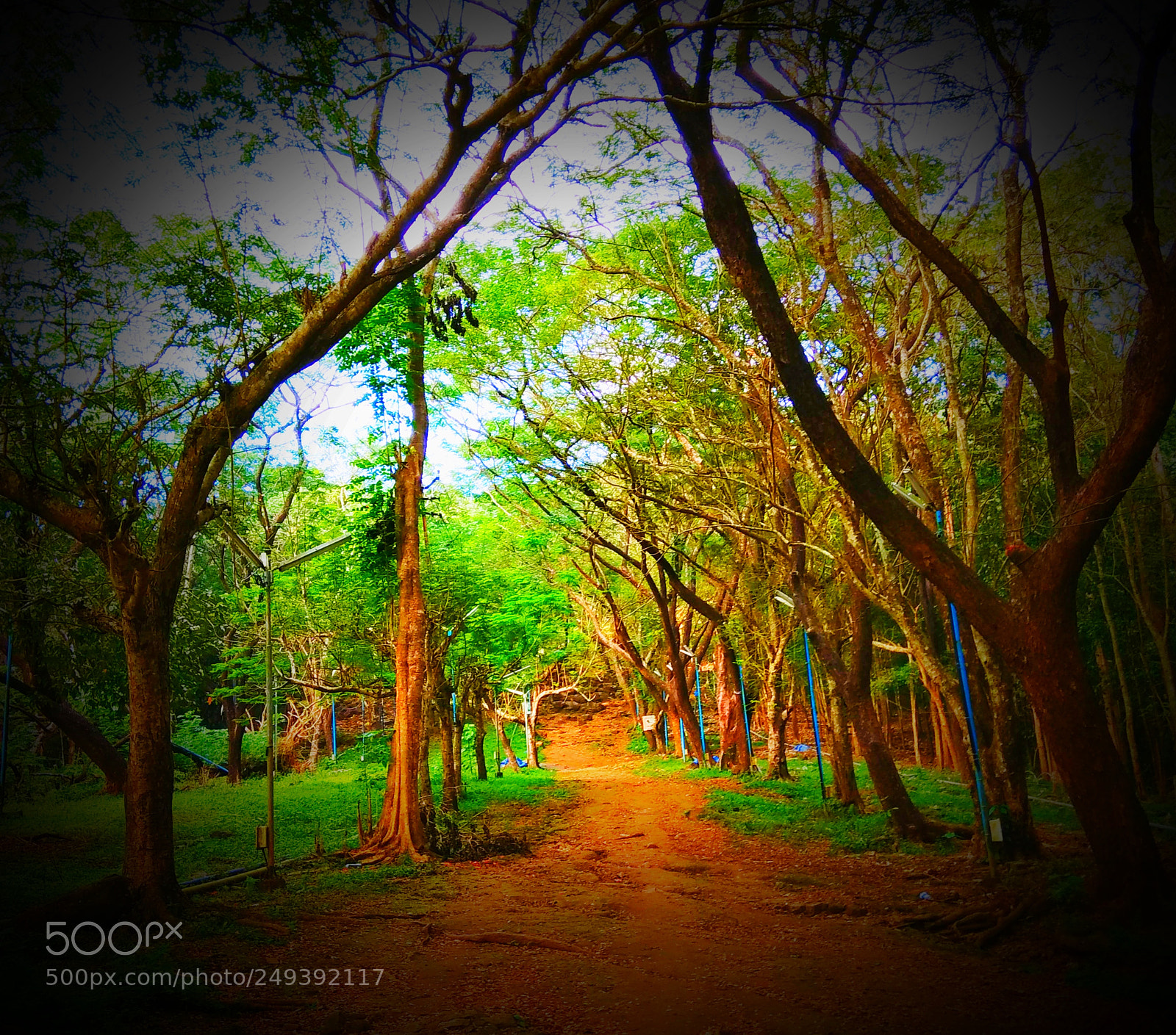 Xiaomi Redmi Note 4 sample photo. To the forest... photography