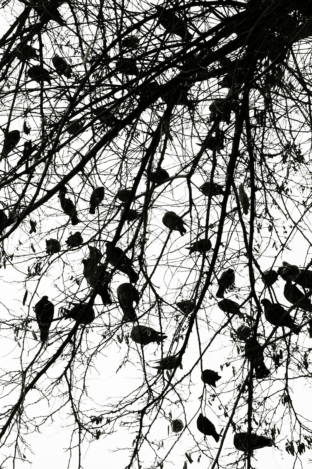 Sony a6000 sample photo. Thebirds photography